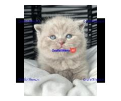 Britse korthaar kittens ter adoptie