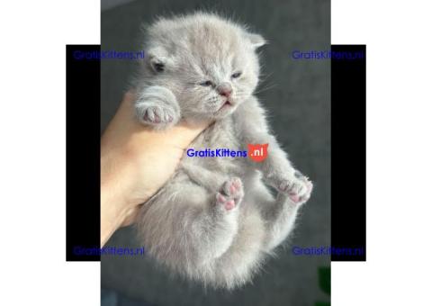 Britse korthaar kittens ter adoptie