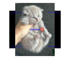 Britse korthaar kittens ter adoptie