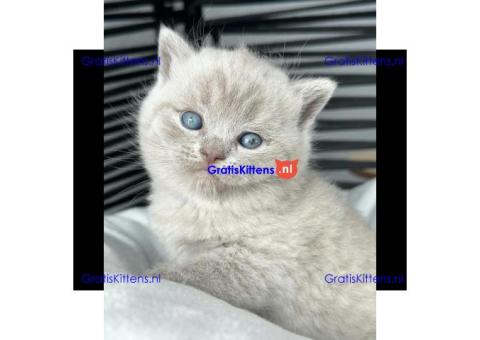 Britse korthaar kittens ter adoptie