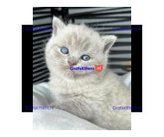 Britse korthaar kittens ter adoptie