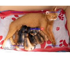 Abessijnse kittens klaar om naar een nieuw thuis te gaan