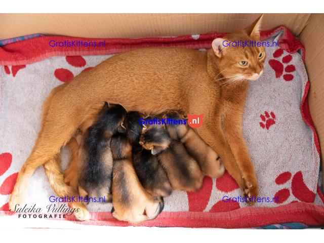 Abessijnse kittens klaar om naar een nieuw thuis te gaan