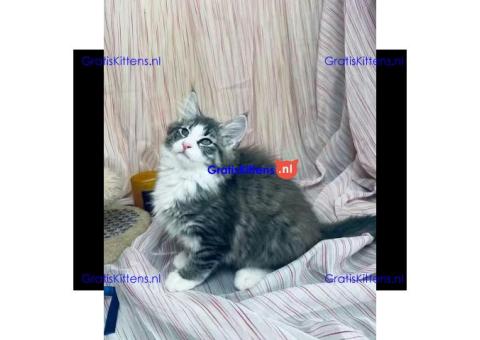 Maine Coon Kittens ter adoptie