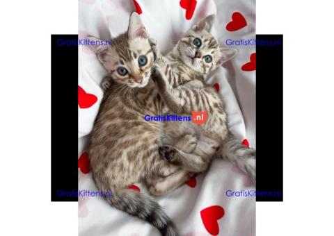 Bengaalse kittens ter adoptie