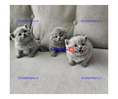 Britse korthaar kittens ter adoptie whatsapp: +32466904357