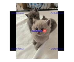 Britse korthaar kittens ter adoptie whatsapp: +32466904357