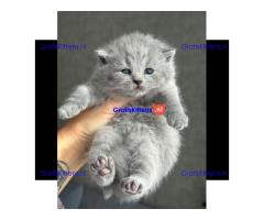 Britse korthaar kittens ter adoptie whatsapp: +32466904357