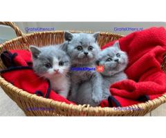 Gratis Britse korthaar kittens ter adoptie. Alleen voor geïnteresseerden die van dieren houden.