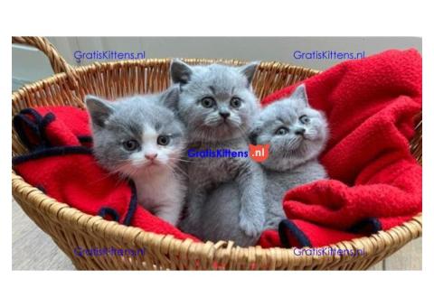 Gratis Britse korthaar kittens ter adoptie. Alleen voor geïnteresseerden die van dieren houden.
