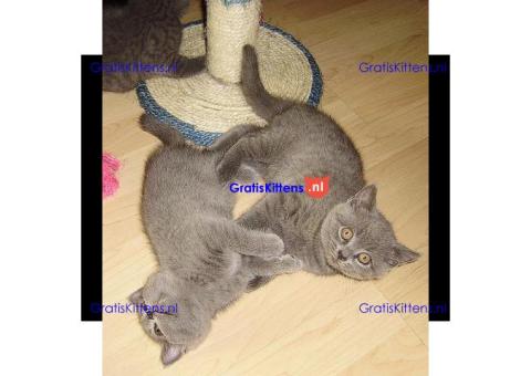Gratis Britse korthaar kittens ter adoptie. Alleen voor geïnteresseerden die van dieren houden.