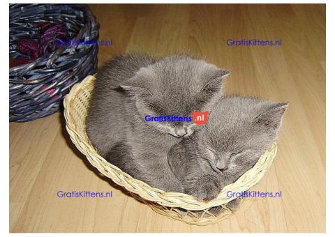 Gratis Britse korthaar kittens ter adoptie. Alleen voor geïnteresseerden die van dieren houden.