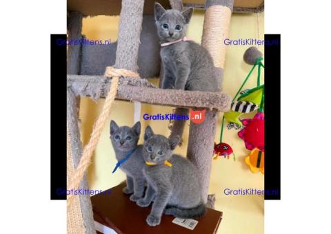 Gratis Russisch-blauwe kittens ter adoptie. Alleen voor geïnteresseerde dierenliefhebbers.