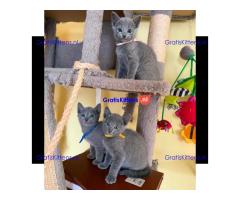 Gratis Russisch-blauwe kittens ter adoptie. Alleen voor geïnteresseerde dierenliefhebbers.