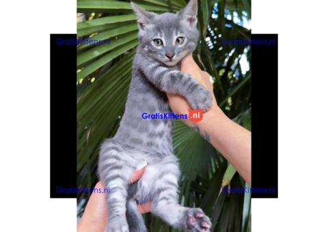 Gratis Bengaalse kittens ter adoptie. Alleen voor geïnteresseerden die van dieren houden.