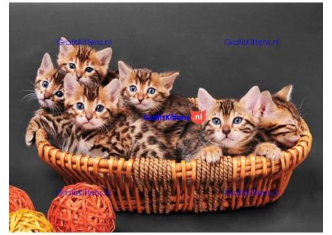 Gratis Bengaalse kittens ter adoptie. Alleen voor geïnteresseerden die van dieren houden.