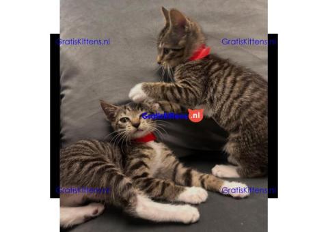 Gratis Bengaalse kittens ter adoptie. Alleen voor geïnteresseerden die van dieren houden.