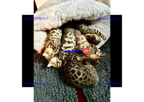 Gratis Bengaalse kittens ter adoptie. Alleen voor geïnteresseerden die van dieren houden.