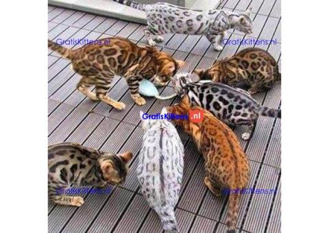 Gratis Bengaalse kittens ter adoptie. Alleen voor geïnteresseerden die van dieren houden.