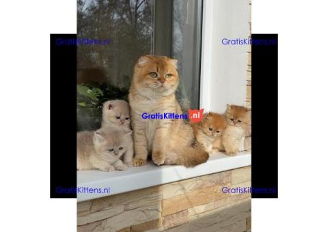 Gratis Schotse kittens ter adoptie. Alleen voor geïnteresseerden die van dieren houden.