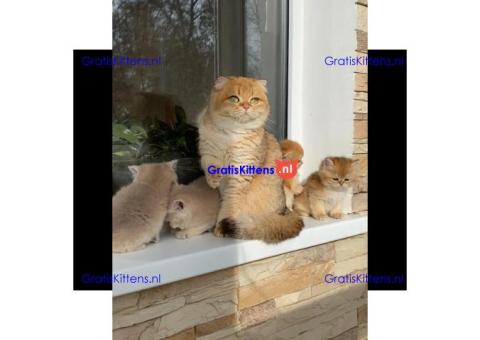 Gratis Schotse kittens ter adoptie. Alleen voor geïnteresseerden die van dieren houden.