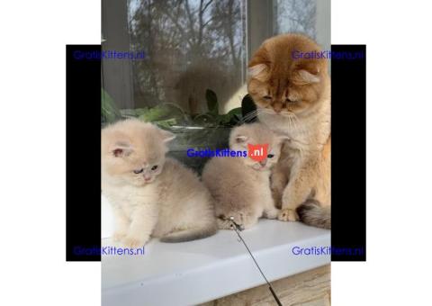 Gratis Schotse kittens ter adoptie. Alleen voor geïnteresseerden die van dieren houden.