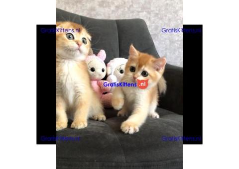Gratis Schotse kittens ter adoptie. Alleen voor geïnteresseerden die van dieren houden.