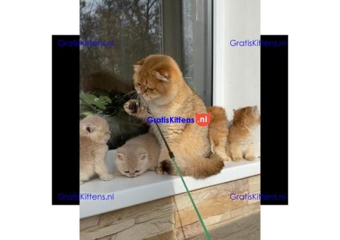 Gratis Schotse kittens ter adoptie. Alleen voor geïnteresseerden die van dieren houden.
