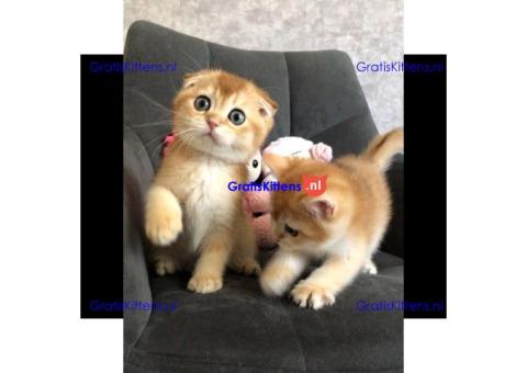 Gratis Schotse kittens ter adoptie. Alleen voor geïnteresseerden die van dieren houden.