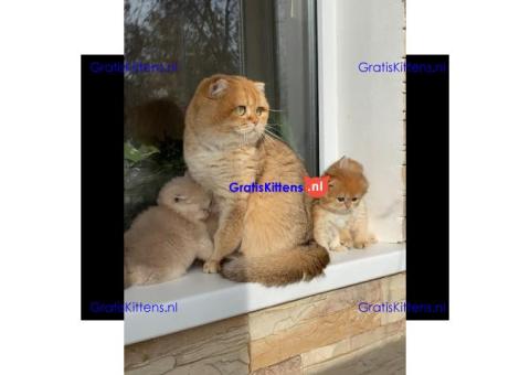 Gratis Schotse kittens ter adoptie. Alleen voor geïnteresseerden die van dieren houden.