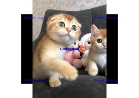 Gratis Schotse kittens ter adoptie. Alleen voor geïnteresseerden die van dieren houden.