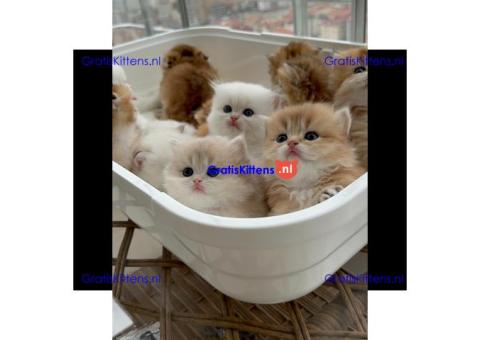 Perzische kittens ter adoptie. Alleen voor geïnteresseerde dierenliefhebbers.