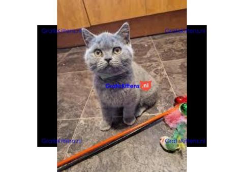 Brits korthaar kitten