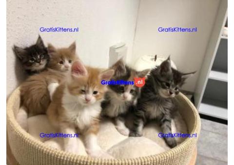Prachtige Maine Coon kittens