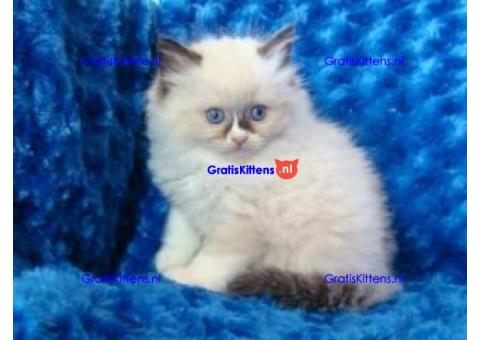 Twee prachtige Ragdoll-kittens