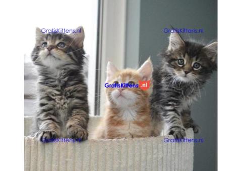 Gratis Maine Coon  kittens ter adoptie. Alleen voor geïnteresseerden die van dieren houden.