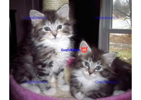 Gratis Maine Coon  kittens ter adoptie. Alleen voor geïnteresseerden die van dieren houden.