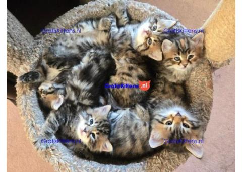 Gratis Maine Coon  kittens ter adoptie. Alleen voor geïnteresseerden die van dieren houden.