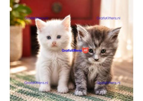 Gratis Maine Coon  kittens ter adoptie. Alleen voor geïnteresseerden die van dieren houden.
