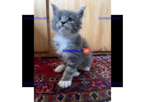 Gratis Maine Coon  kittens ter adoptie. Alleen voor geïnteresseerden die van dieren houden.