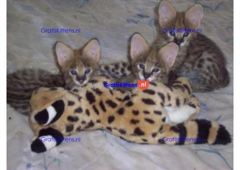 Gratis Savannah-kittens ter adoptie. Alleen voor geïnteresseerde dierenliefhebbers..