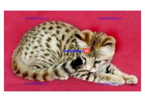 Gratis Savannah-kittens ter adoptie. Alleen voor geïnteresseerde dierenliefhebbers..