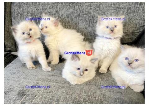 Gratis Ragdoll kittens ter adoptie. Alleen voor geïnteresseerden die van dieren houden.