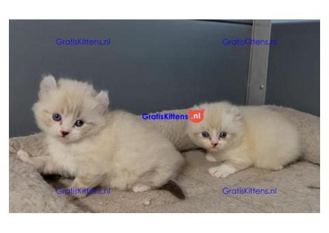 Gratis Ragdoll  kittens ter adoptie. Alleen voor geïnteresseerden die van dieren houden.