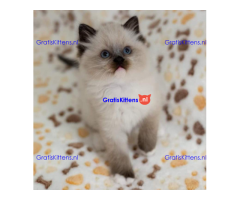 Ragdoll kittens