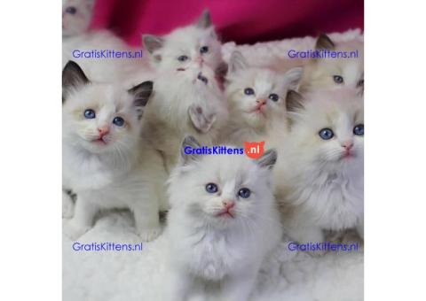 Ragdoll kittens