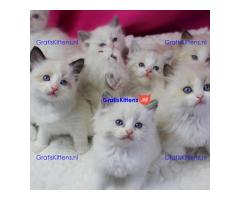 Ragdoll kittens
