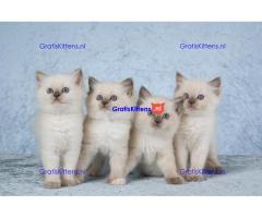 Ragdoll kittens