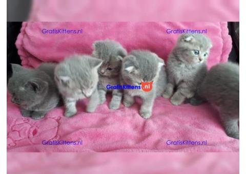 Gratis Britse korthaar kittens ter adoptie. Alleen voor geïnteresseerden die van dieren houden.