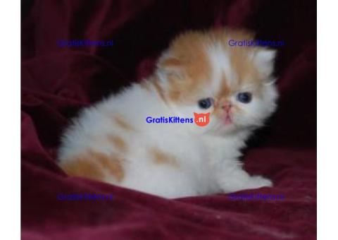 Perzische kittens ter adoptie. Alleen voor geïnteresseerde dierenliefhebbers.